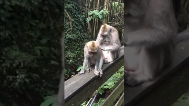 Парк обезьян. Бали