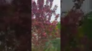 Ягодная яблоня в саду