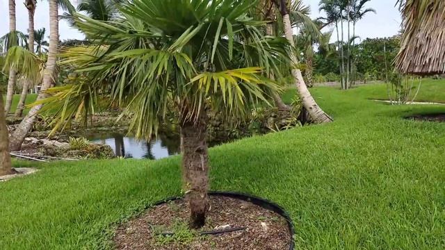 Trachycarpus fortunei - A Better Specimen of The Chinese Windmill Palm. смотреть онлайн