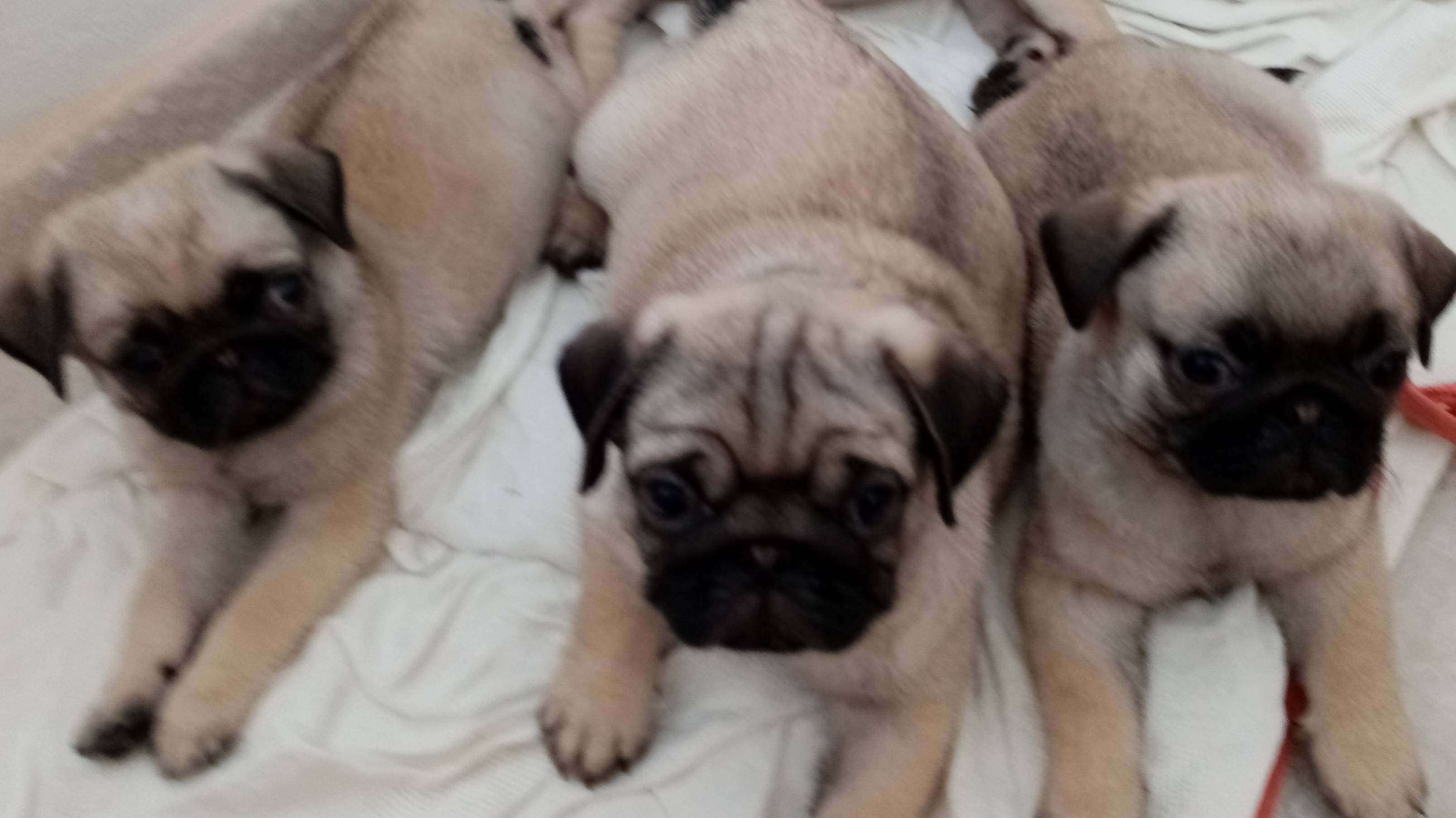 Собачьи игры#Мопсы