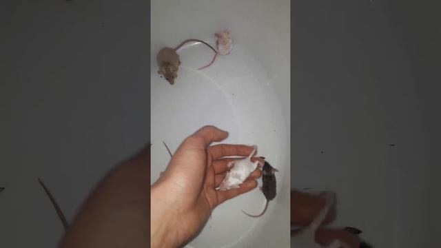 Сатиновые мышки, в отличие от хомяков не кусаются, очень ручные, любопытные и ласковые зверята. смотреть онлайн