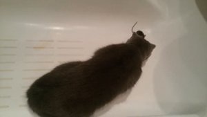 Шотландская вислоухая кошка не способна ловить мышей