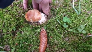 БОРОВИКИ ЕЛОВИКИ КРАСАВЦЫ ЧИСТОГАНЫ ! ГРИБАЛОЧКА НА БЕЛЫЕ ГРИБЫ ПО УТРУ ! Грибы 2021 !