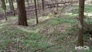 С МЕТАЛЛОИСКАТЕЛЕМ МД4090 КОПАЮ В ЛЕСУ