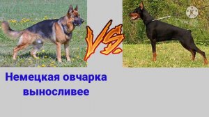 Немецкая овчарка против Добермана