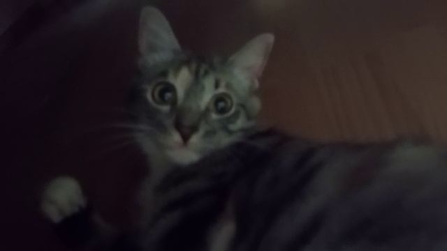 Немножечко о кошечках