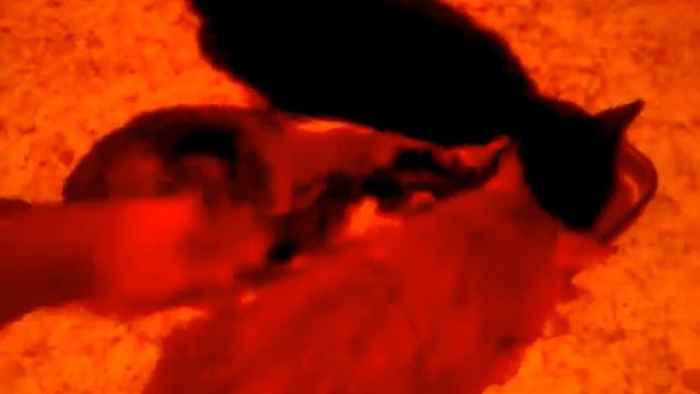 Кормление хищников! Feeding predators! For kids!Котята обедают! смотреть онлайн