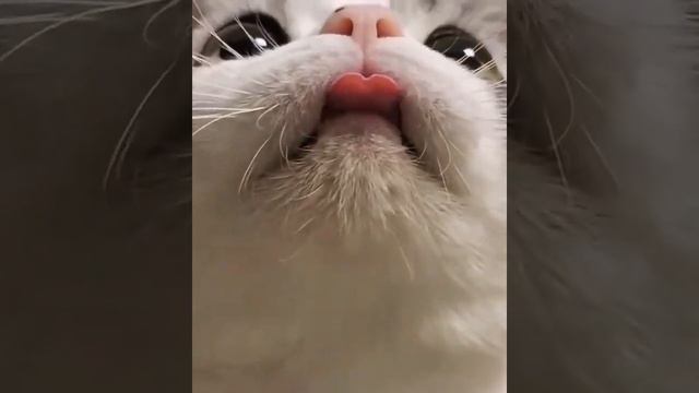 котик показывает язык | смешной котик смотреть онлайн