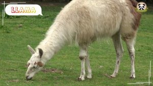 Lovely Animal Sounds: Kangaroo, Cow, Turtle, Sheep, Parrot | Animal Sounds