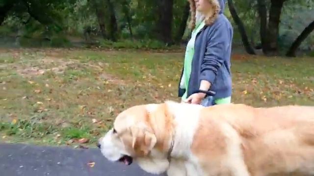 Алабай.  Команда  "рядом!" смотреть онлайн