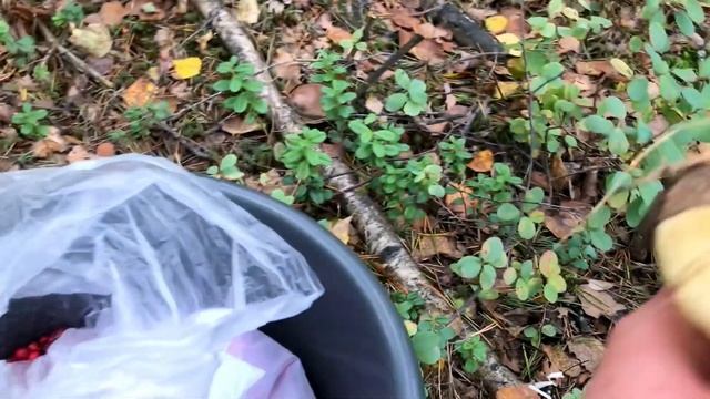 Грибы и ягоды ? + рецепты смотреть онлайн