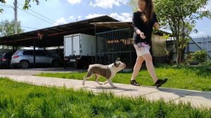 Щенок Староанглийского бульдога