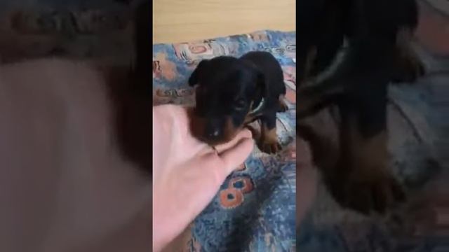 Щенки цвергпинчера. смотреть онлайн