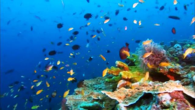 Прикольная заставка смотреть онлайн