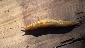 Слизень ползёт (с музыкой)