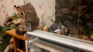 АМУРСКИЙ КОТ И ГЕККОНЫ