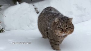 ✨ «Такого снегопада, такого снегопада..»