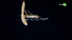 Как ночью на песчаном дне охотится акула — Европейский морской ангел — Squatina squatina ?