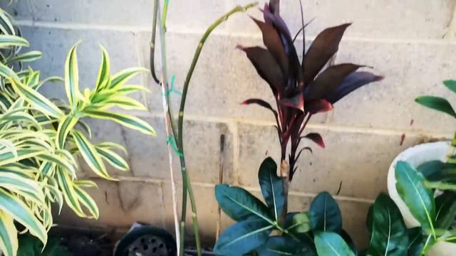 New addition to my orchids! Vanda-Roberts Delight смотреть онлайн