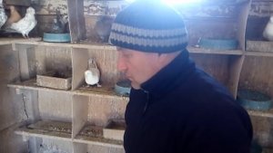 Чимирис В Н 2 Ч Мраморные и Желтые Бакинские Бойные голуби