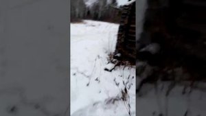 Заболотье янгутум