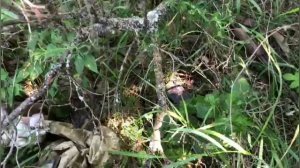 В Меловском районе обнаружен схрон