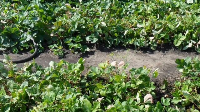 Подкормка клубники! 3 дрожжевые подкормки для клубники в первой половине сезона. смотреть онлайн