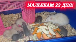 Деткам Кузи и Дуси 22 дня! Домашние крысы.