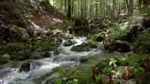 Звуки природы. Течение реки.