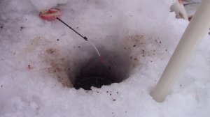 Ловля плотвы зимой на мормышку с прикормкой - Рыбалка на Крещение (БВХ, Дельфин)