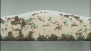 Реклама Cif Cream и Спреи Cif 2008 ??