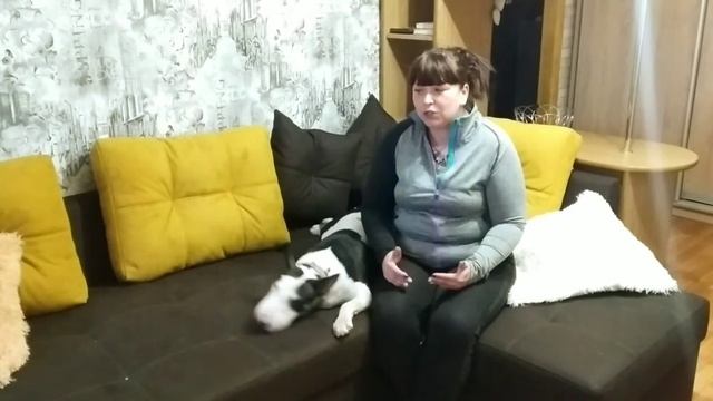 Бультерьер