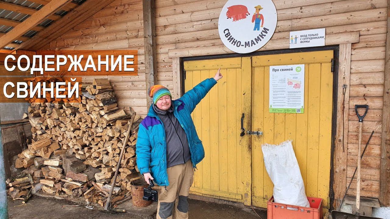 Разведение свиней. Свиноматки, поросята. Ферма Лукино