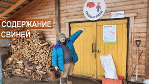 Разведение свиней. Свиноматки, поросята. Ферма Лукино