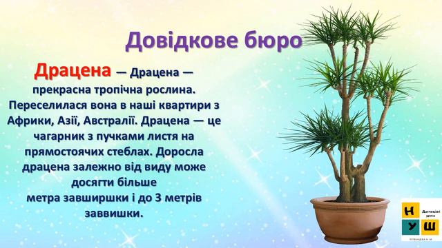 ЯДС 1 клас  Урок 15 ЩО РОСТЕ НА ПІДВІКОННІ автор підручника  БІБІК