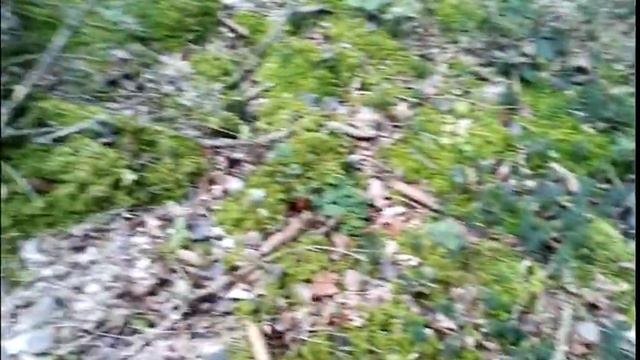 По лесам Баварии, в поисках грибов!!!! смотреть онлайн