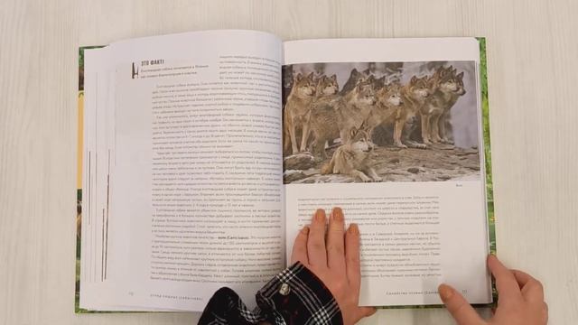 Жизнь животных России. Познавательная иллюстрированная энциклопедия