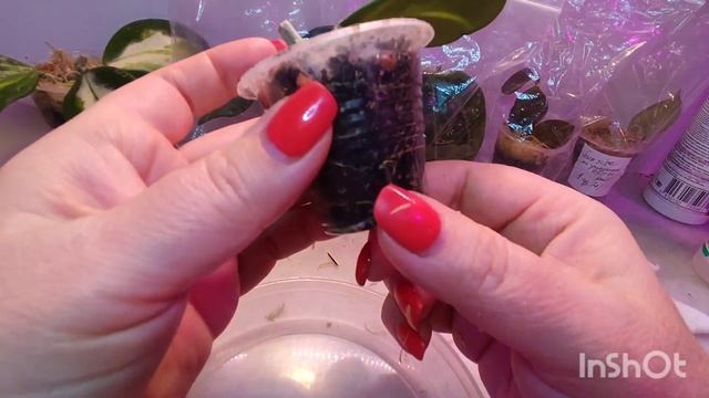 06.11.22 ХОЙИ новинки.часть 3.Пересадка и черенкование Obovata variegata splash смотреть онлайн