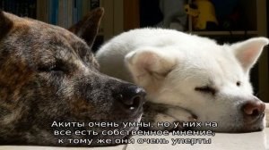 Акита-ину (японская акита) — порода собаки