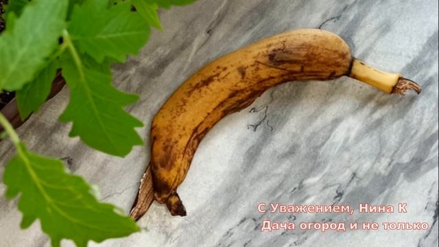 НАКОРМИТЕ РАССАДУ ДЕШЕВОЙ ПОДКОРМКОЙ! РАССАДА МОЩНАЯ-ОГРОМНЫЙ УРОЖАЙ! УДОБРЕНИЕ ИЗ БАНАНОВОЙ КОЖУРК