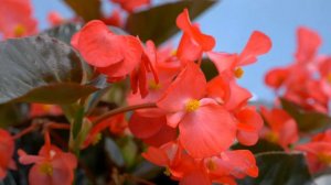Begonia Bionic Bronze Red in 360° view