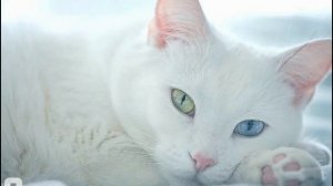 Порода кошек као мани