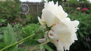 Mary E  Nicholls Peony in the Garden