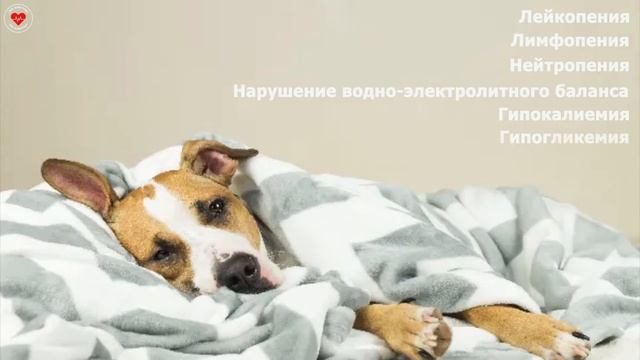 ПАРВОВИРУСНЫЙ ЭНТЕРИТ