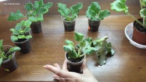 Вытянувшиеся фиалки: что делать?