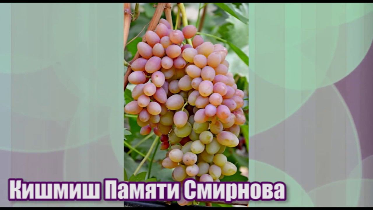 Кишмиш Памяти Смирнова (Ассоль) - сверхурожайный и устойчивый смотреть онлайн