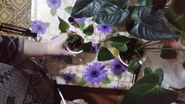 Ошибка с корешком антуриума. смотреть онлайн