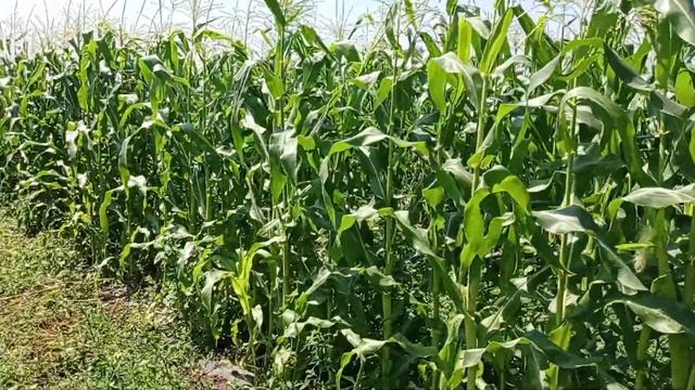 Обзор кукурузы Драйвер. смотреть онлайн