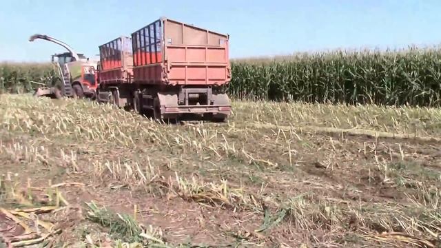 Посмотрите сколько кабанов в кукурузе смотреть онлайн