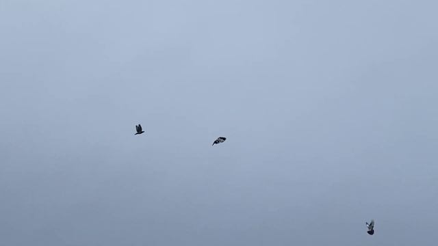 Разминка голубей!!!! смотреть онлайн